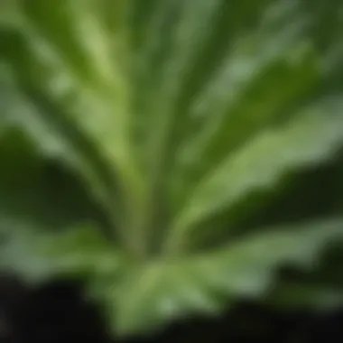 Close-up of fresh lettuce with dew drops on leaves