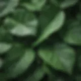 Close-up of glossy green leaves showcasing unique shape and vein patterns