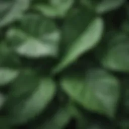 Close-up of glossy green leaves showcasing unique shape and vein patterns