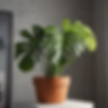 Close-up of a vibrant potted monstera