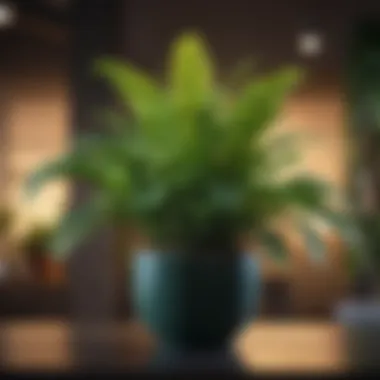 Lush Green Indoor Plant Vibrant indoor plant showcasing lush green foliage