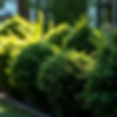 Beautifully arranged shrubs offering natural shade