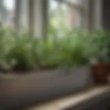 Lush herbs thriving in a kitchen windowsill garden