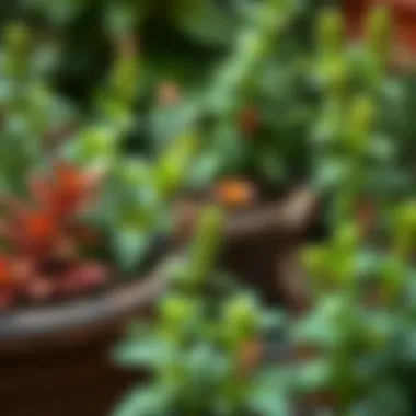 A garden with plants that deter roaches naturally