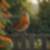 A vibrant robin perched on a garden fence