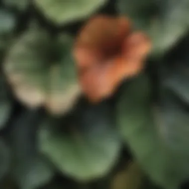 Elephant ear plant demonstrating varying growth patterns