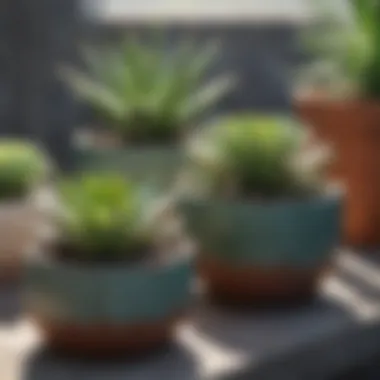 Trendy Succulents for Easy Outdoor Care Assortment of succulents arranged in stylish pots