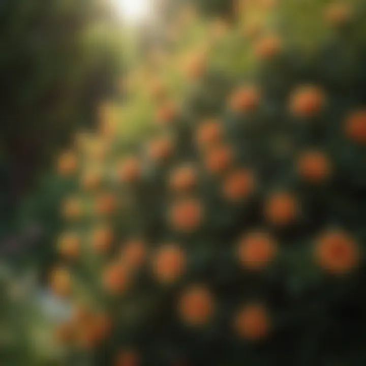 Close-up of a thriving sun-drenched shrub with lush foliage and flowers.