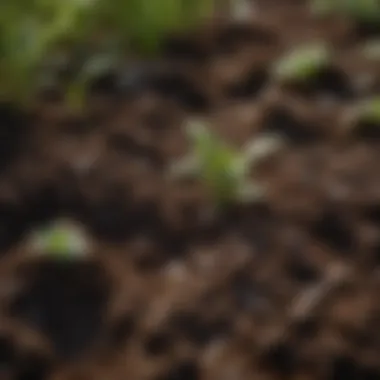 A close-up of rich, dark soil filled with organic matter