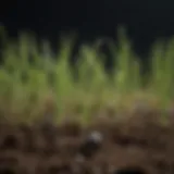 A close-up view of grass seeds on soil, showcasing their potential for growth