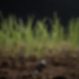 A close-up view of grass seeds on soil, showcasing their potential for growth