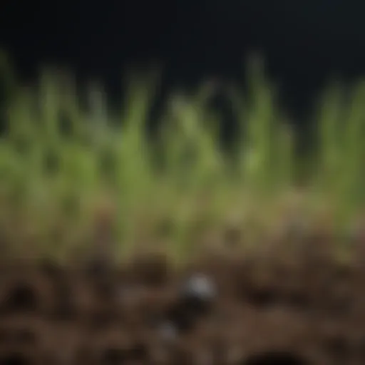 A close-up view of grass seeds on soil, showcasing their potential for growth