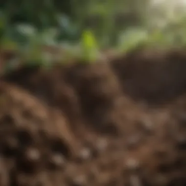 Close-up of soil texture, highlighting its health and composition.