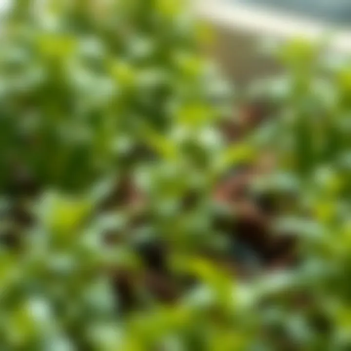 Healthy plants thriving after a well-timed spring fertilization