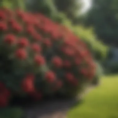Diverse Outdoor Shrubs in Landscape Diverse range of outdoor shrubs in landscaped garden