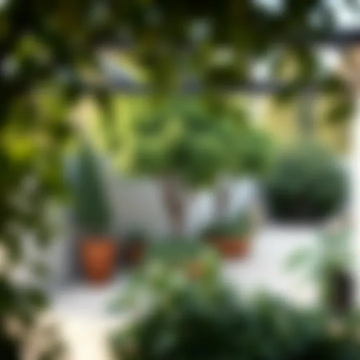 Lush patio featuring native California trees