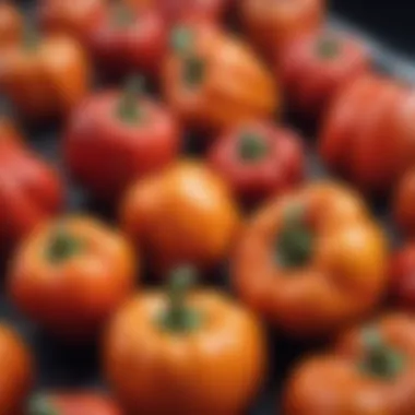 Beautifully ripened bell peppers ready for harvest