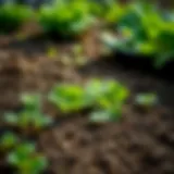 Lettuce seeds ready for planting in a garden bed