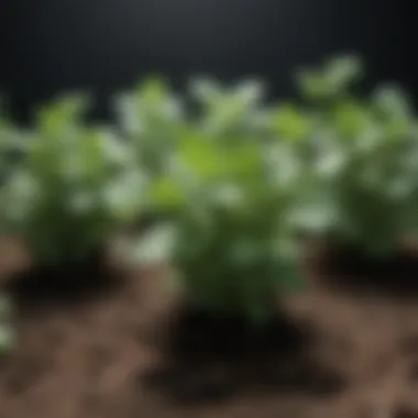 Stages of Mint Growth Mint plants in various stages of growth