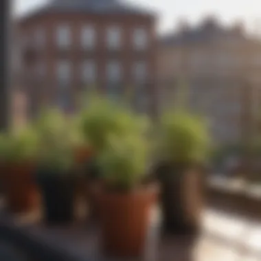 Herbs thriving in compact pots on a balcony