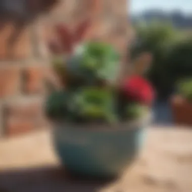 Succulent Arrangement in Small Outdoor Pot Vibrant succulents arranged in a small pot