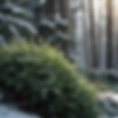 Vibrant evergreen shrubs contrasting against a snowy background