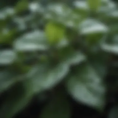 Close-up of wintergreen foliage with water droplets