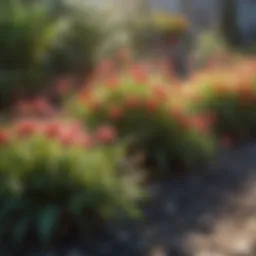 Vibrant flowering plants basking in the sun