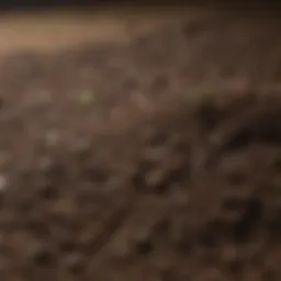 Close-up of nutrient-rich topsoil