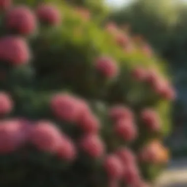 Close-up of flowering shrubs in a garden