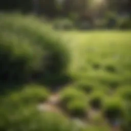 Healthy grass growing in a patchy lawn area