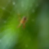 Intricate Spider Web A close-up of a spider on a web with a blurred background