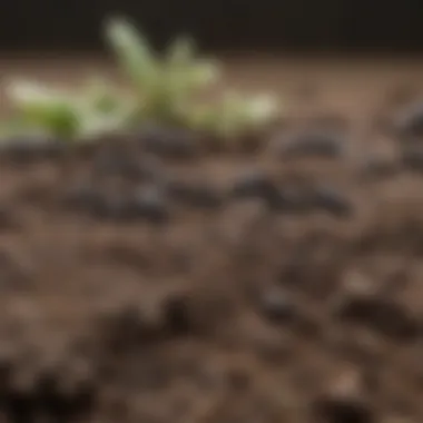 Close-up view of black ants on soil