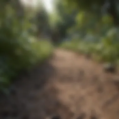 Identifying Ant Trails in a Garden Identifying ant trails in a garden