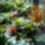 Lush aquatic plants thriving in a serene pond setting