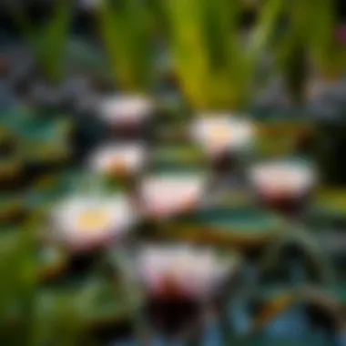 Strategic placement of water lilies enhancing pond aesthetics
