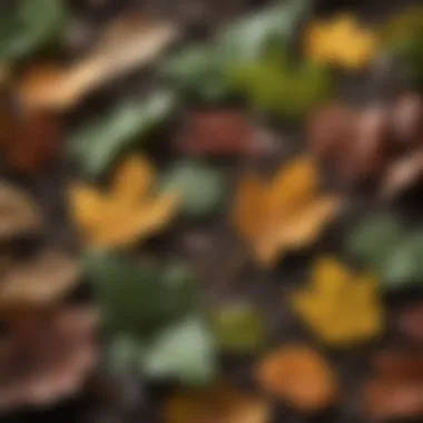 Different types of leaves used for creating leaf mold compost