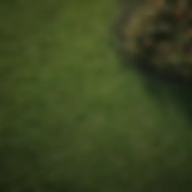 Identifying Dry Patches in Your Lawn An aerial view of a lawn showing dry patches