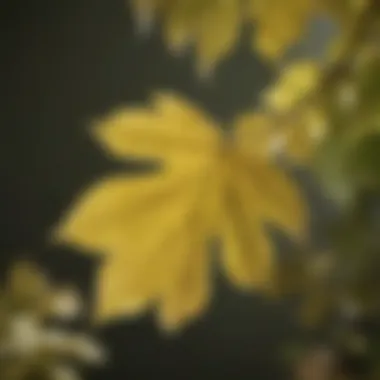 A close-up view of a yellowing leaf showcasing the onset of chlorosis.