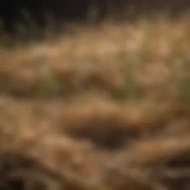 Close-up of grass seeds covered with hay