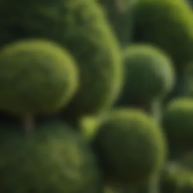 Intricate Patterns of a Trimmed Topiary Close-up of a meticulously trimmed topiary showcasing intricate patterns