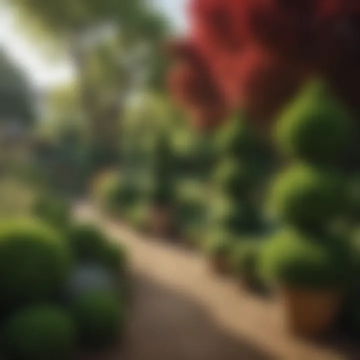 Diverse types of topiaries displayed in a vibrant garden showcase