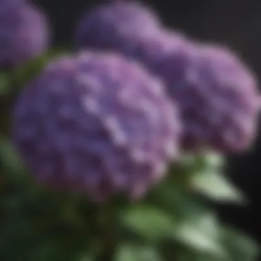 Vibrant Hydrangea Blooms Vibrant Hydrangea Blooms in Full Bloom