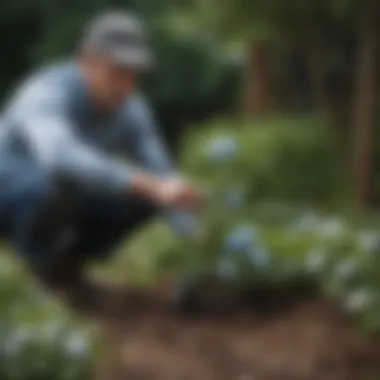 Gardener Digging Up Hydrangea Roots