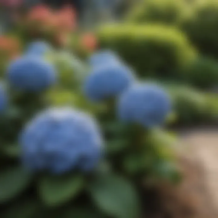 Hydrangeas Planted in a Garden Bed