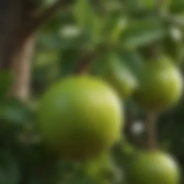 Close-up of lime fruit on a well-trimmed tree