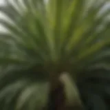 Lush palm tree with vibrant fronds ready for trimming