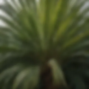 Lush palm tree with vibrant fronds ready for trimming