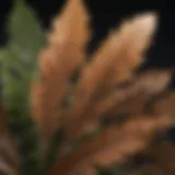 Close-up of a plant leaf showing brown tips due to environmental stress