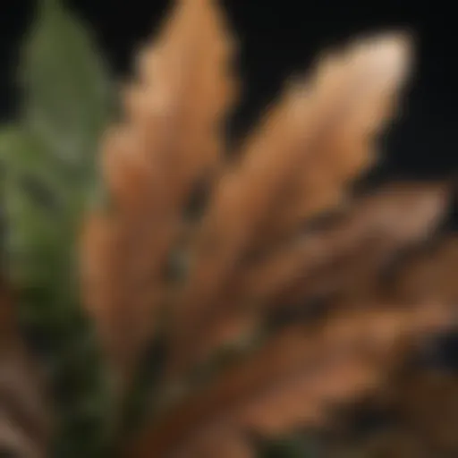 Close-up of a plant leaf showing brown tips due to environmental stress